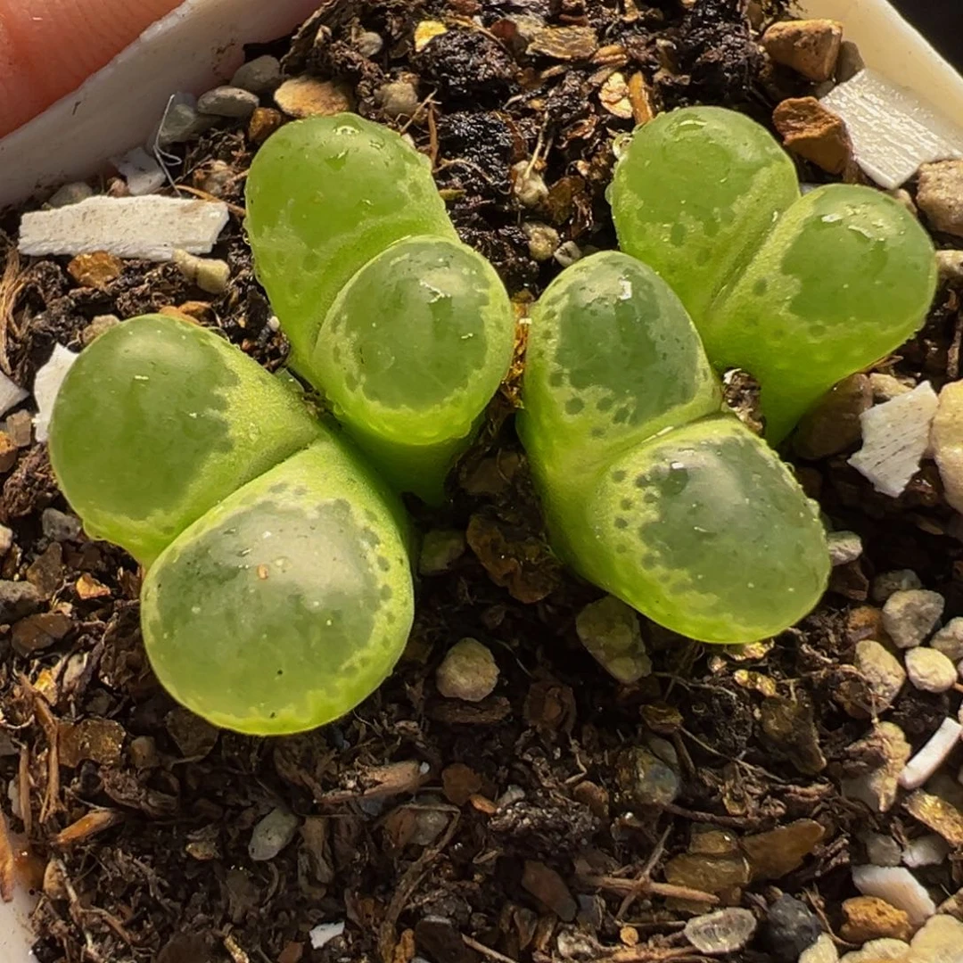 852多肉植物种类和