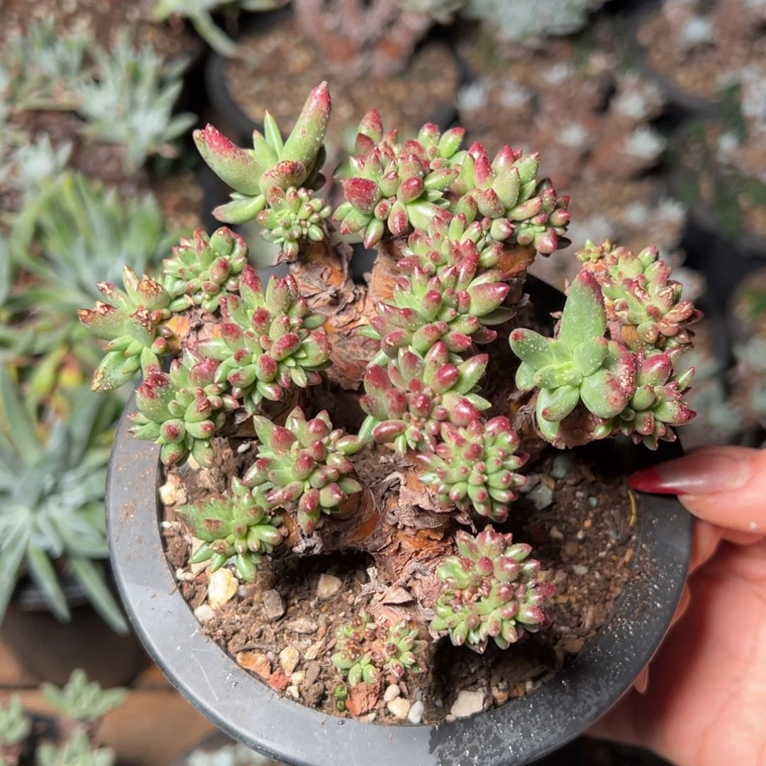 青**水2646绿菊哈哈哈哈哈哈