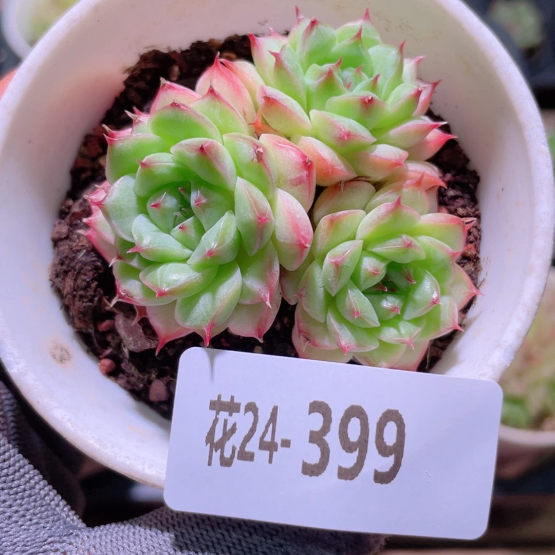 花利美24-399海王