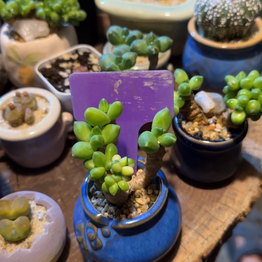 Z****多肉植物星空美容景