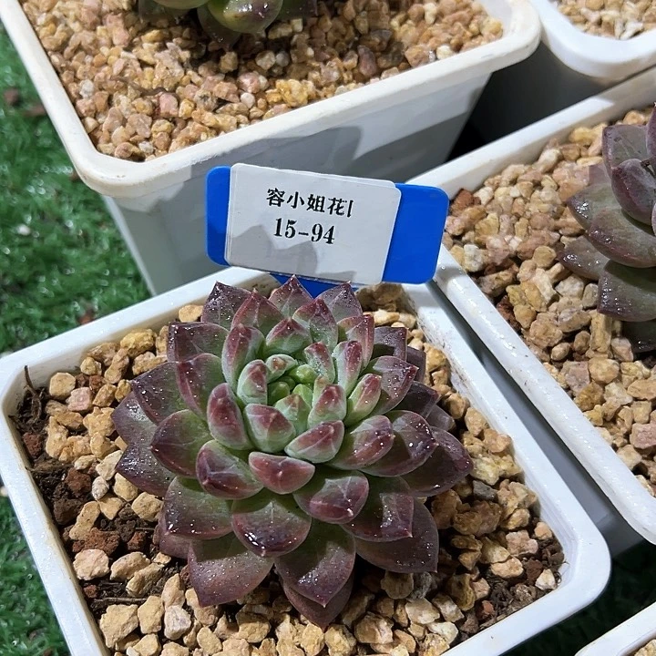 15.94熏美人 一个脱土