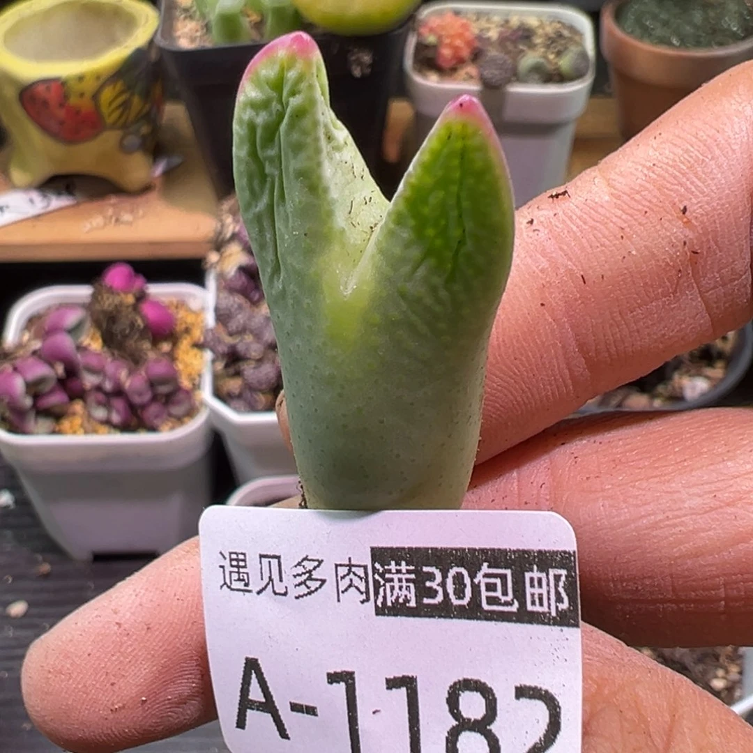 多肉植物1111111111111