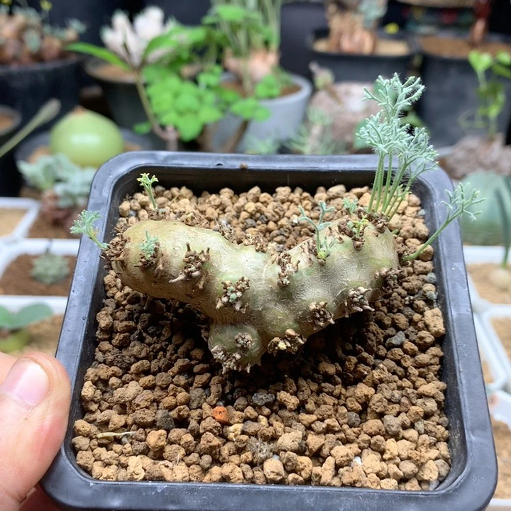 白皮月界母本带盆