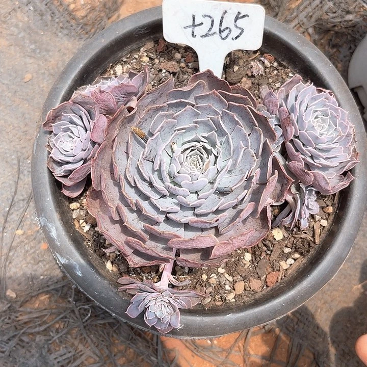 晨语多肉，一物一拍天赐265