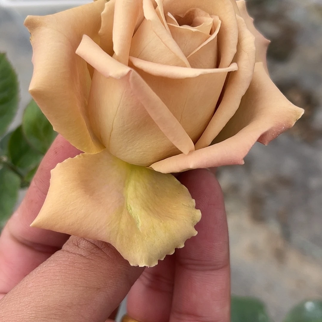 无花朵———-复古紫 福利款