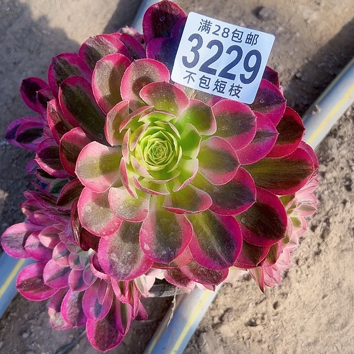 3229海王多肉植物法师