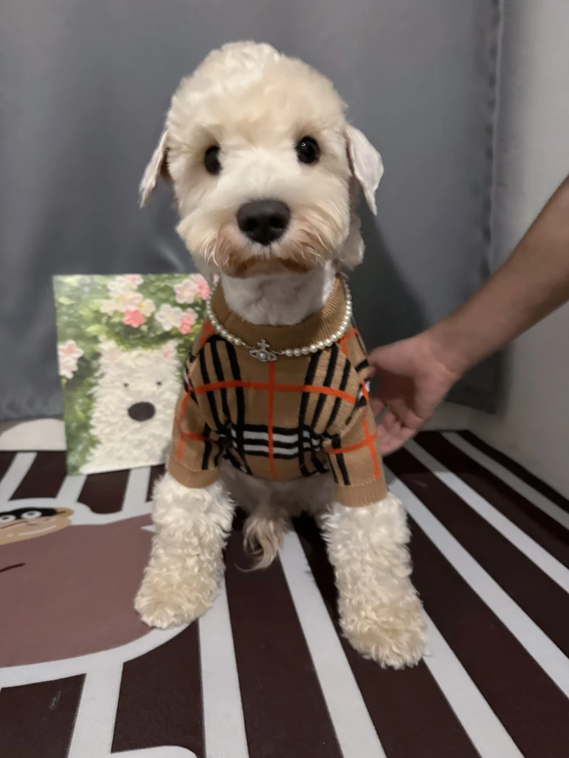 冬季新款英伦风经典潮流条纹毛衣猫咪雪纳瑞博美法斗宠物狗狗衣服