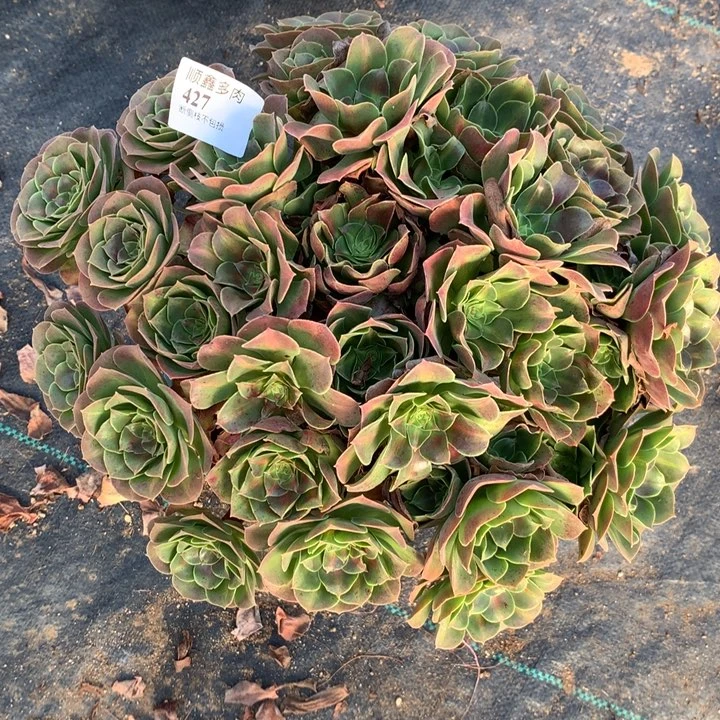 427粉女巫中班多肉特价