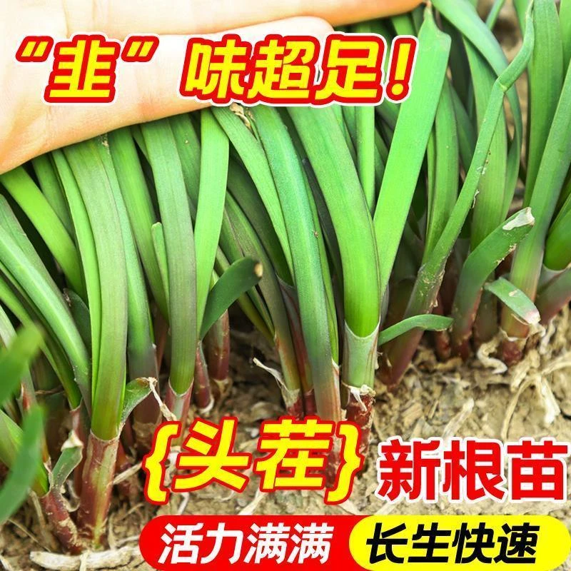 韭菜根苗紫根红根蔬菜宽叶大叶独根红韭菜根种籽子种子阳台盆栽苗