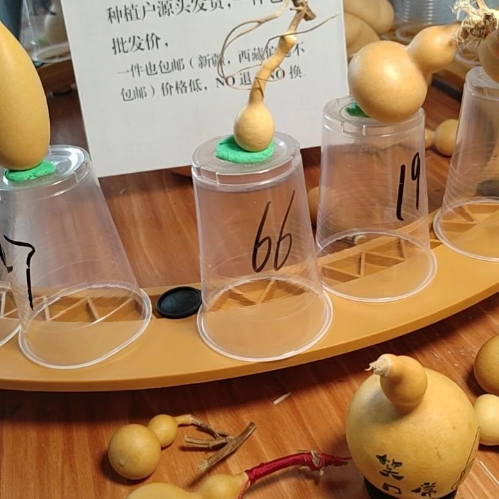 66号自助下单了吗？？