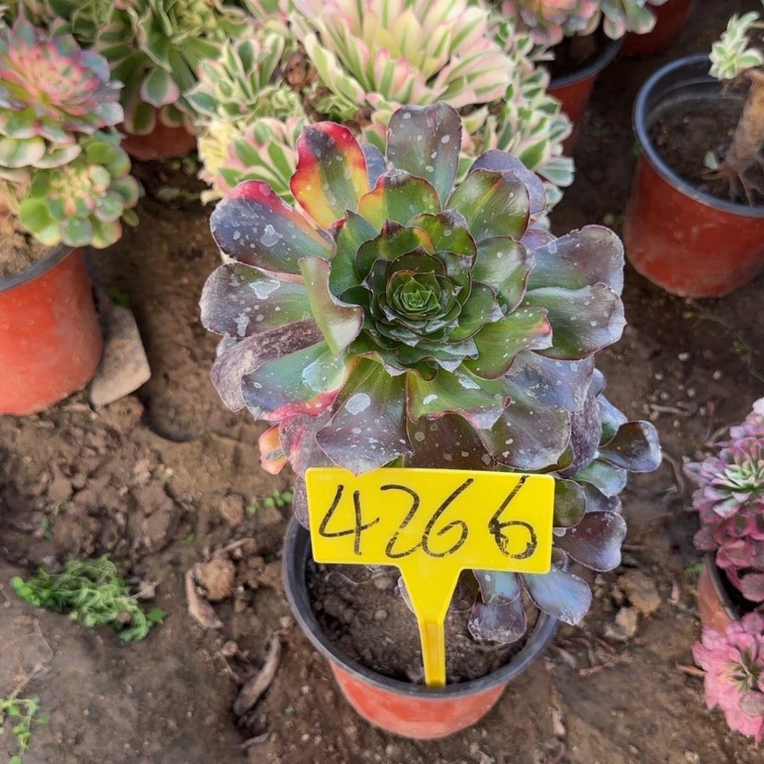 金***姑4266---巫毒七彩多头