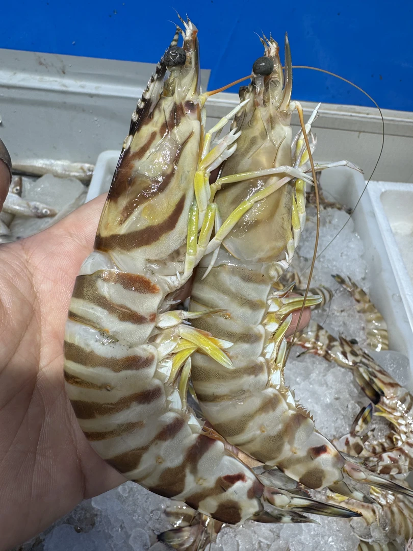 海捕虾  7-8头左右  顺风到家