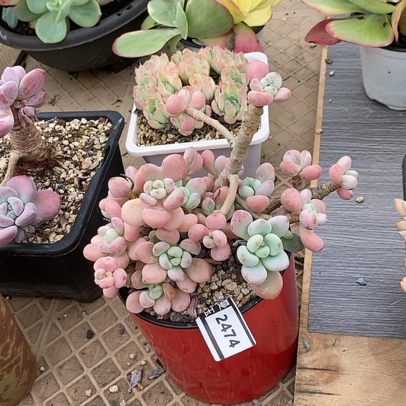 【闪购商品】洛神2474