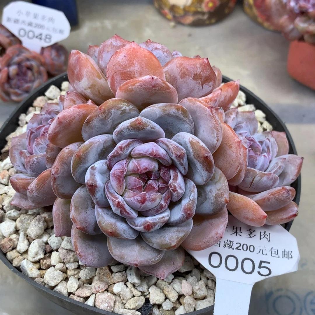 绿底紫心005/14cm4头