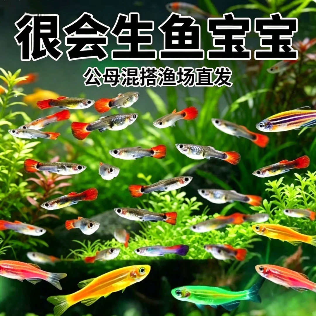 【孔雀鱼+斑马混搭】热带观赏鱼组合套餐孕母胎生米奇小型淡水金鱼