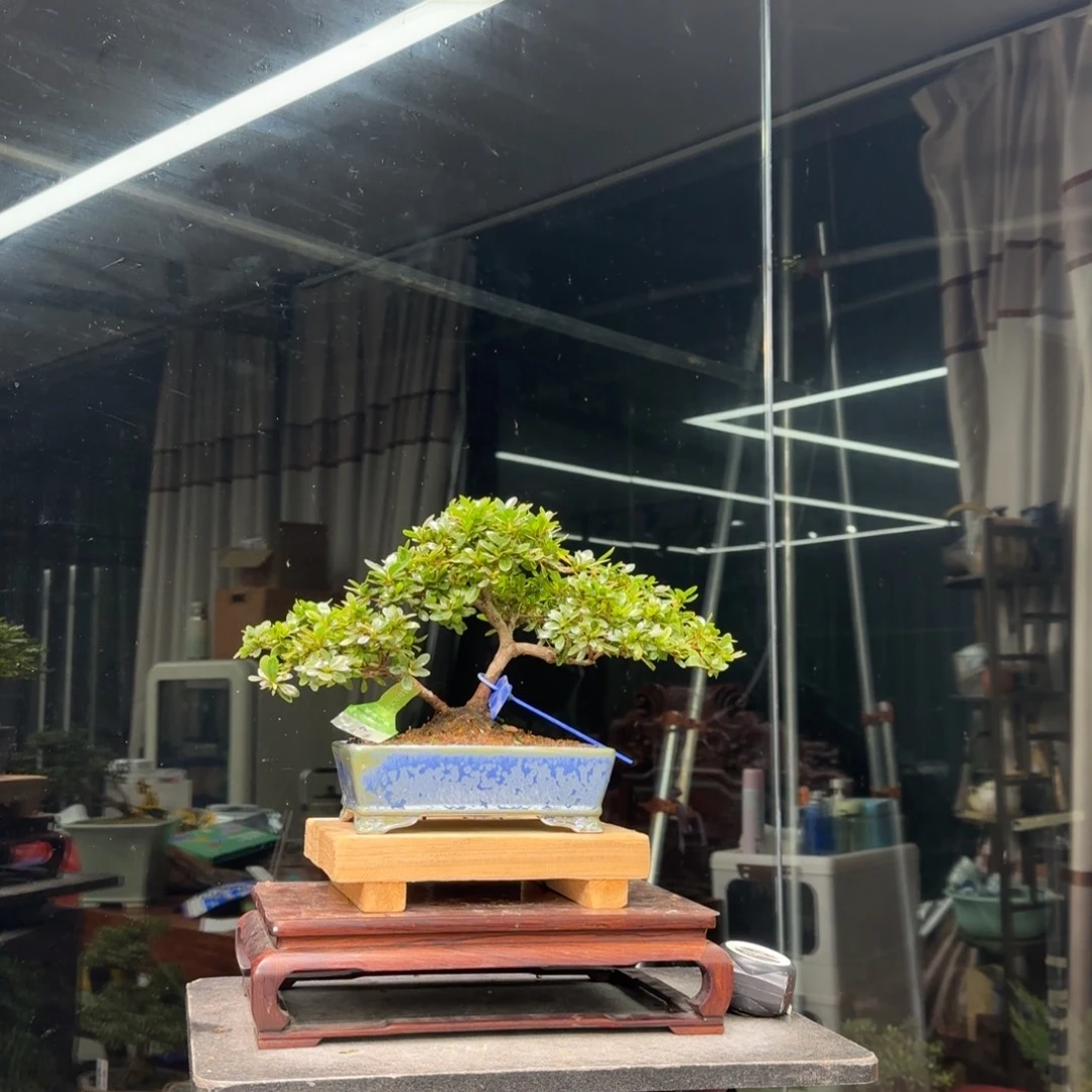 缘***空无花朵花卉苗木花卉苗木