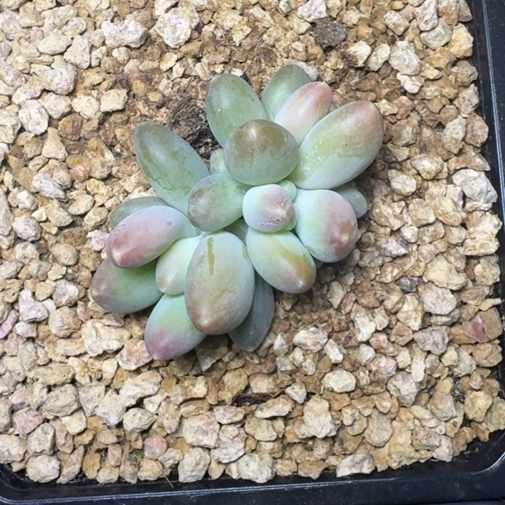 X系列 柠檬 3头 一物一拍