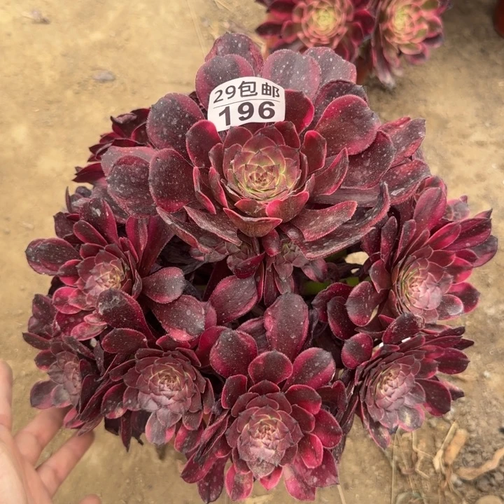 烟花……多肉植物……