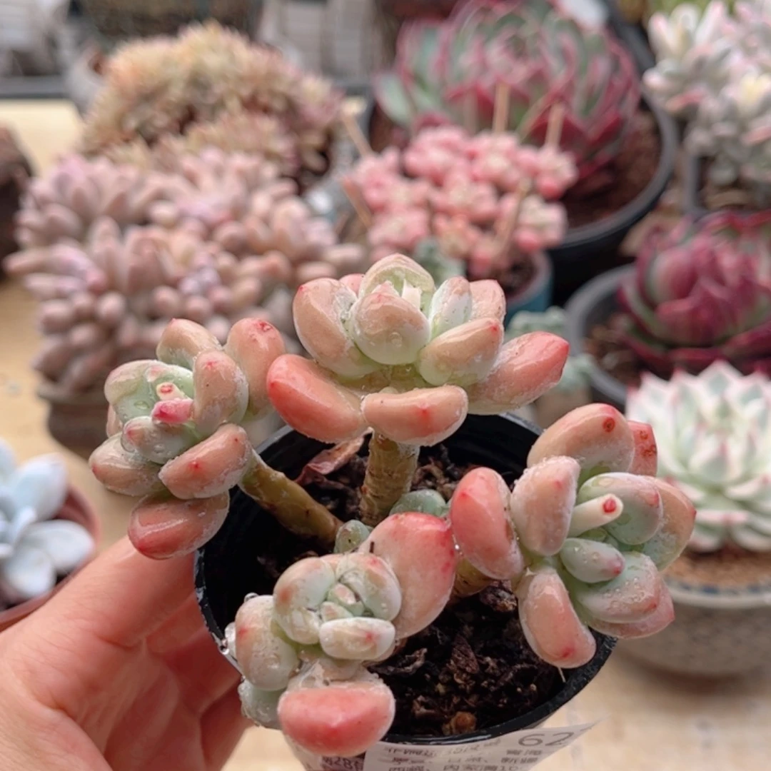 627红洛神德华多肉