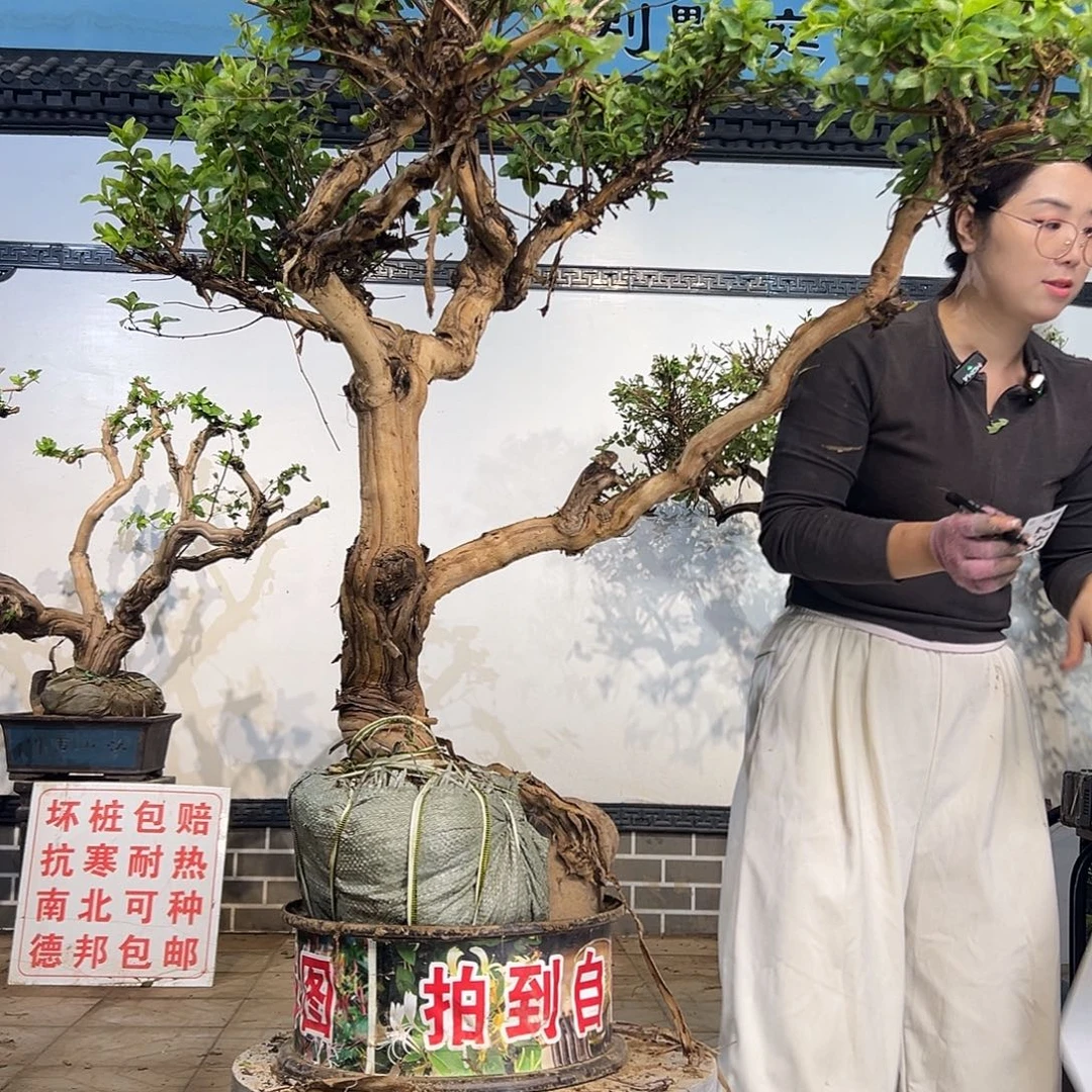 完全开放金银花8888888