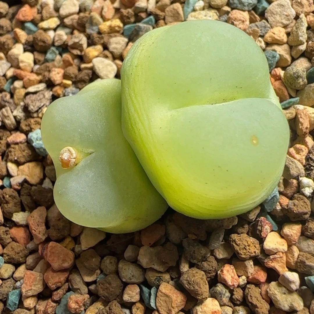 多肉植物拉登双头母本6号