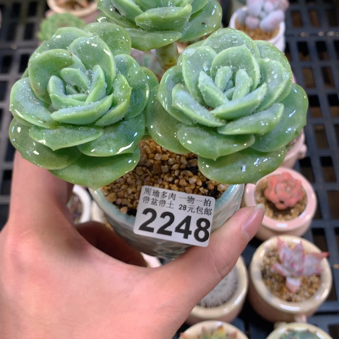 5厘米盆精控多肉2248