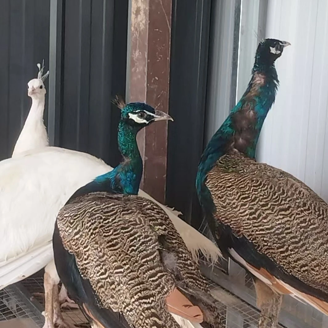 蓝色观赏青年包邮到家