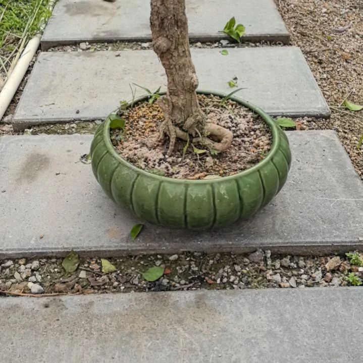 林*石湾公仔花盆一个