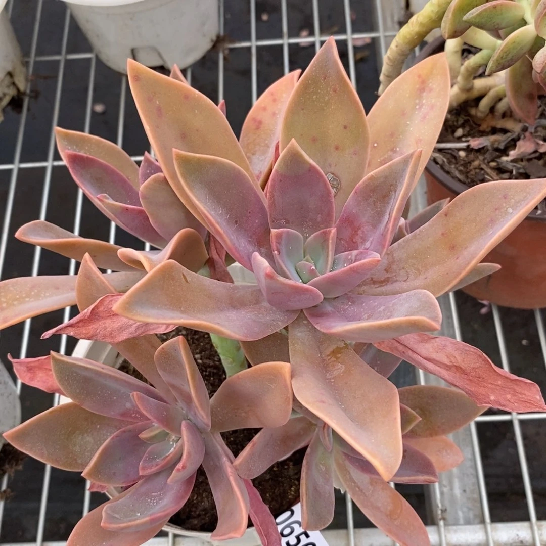 6506太妃糖一物一拍