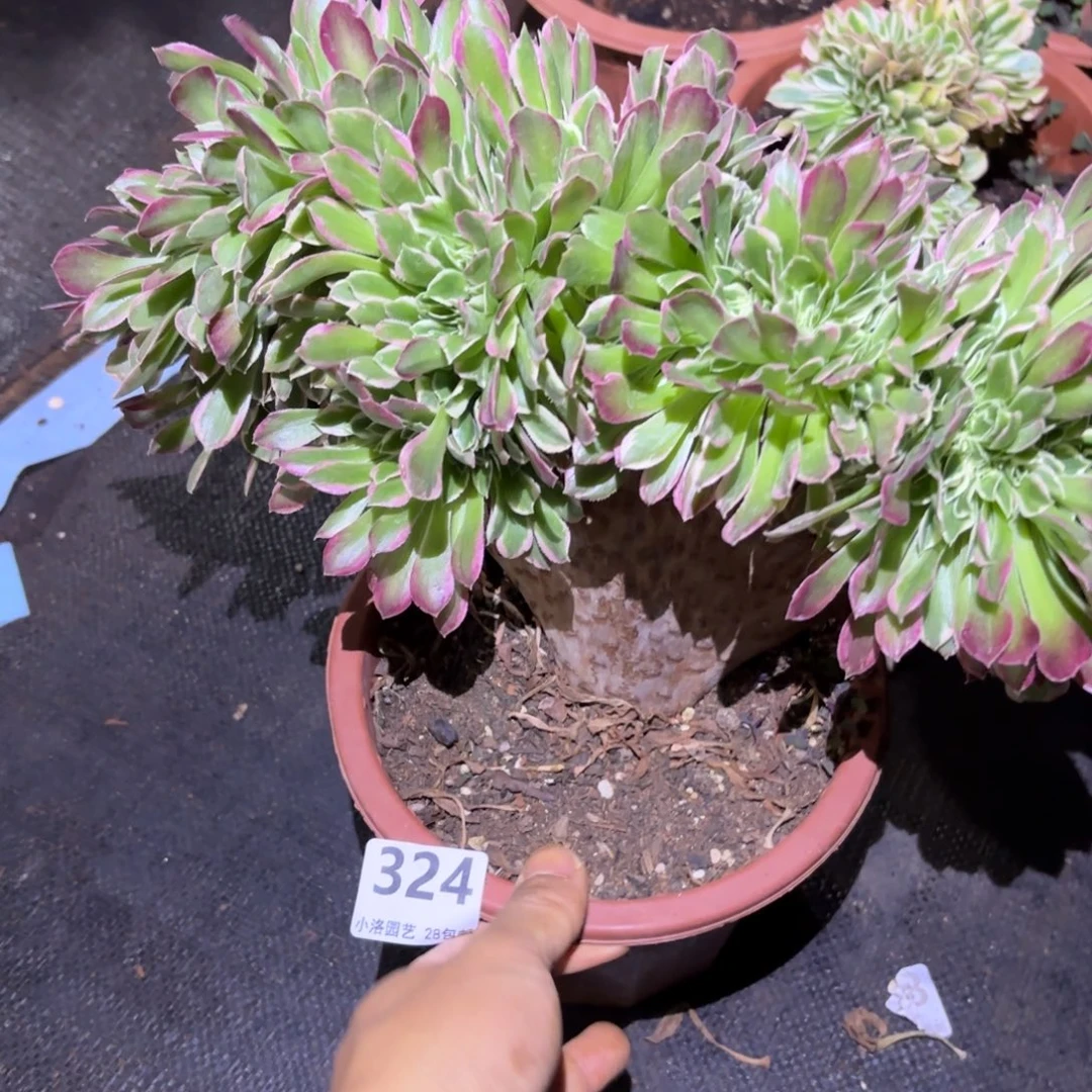 愿***好324号白凤缀化多肉植物