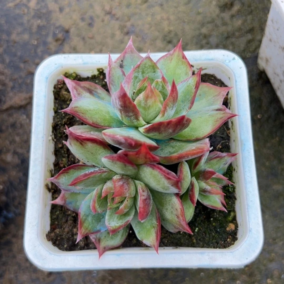 惊鸿仙子多肉100盆