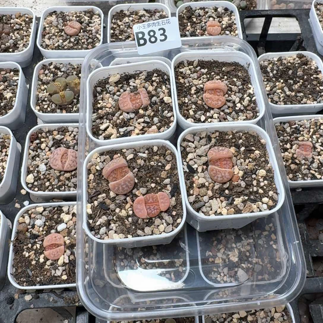 柚*子B83拿铁4盒多肉植物