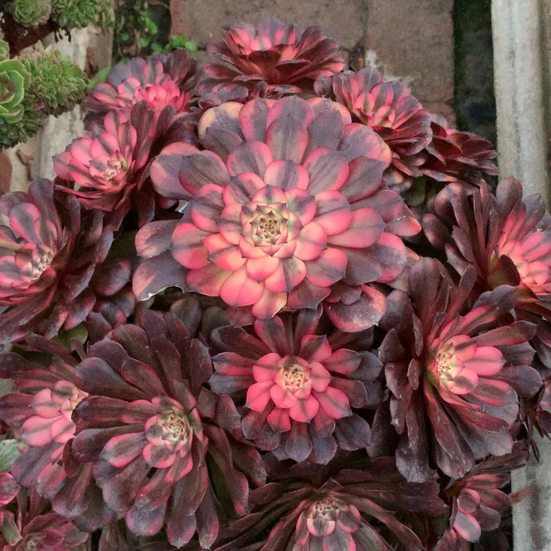 粉体美姬，多肉植物