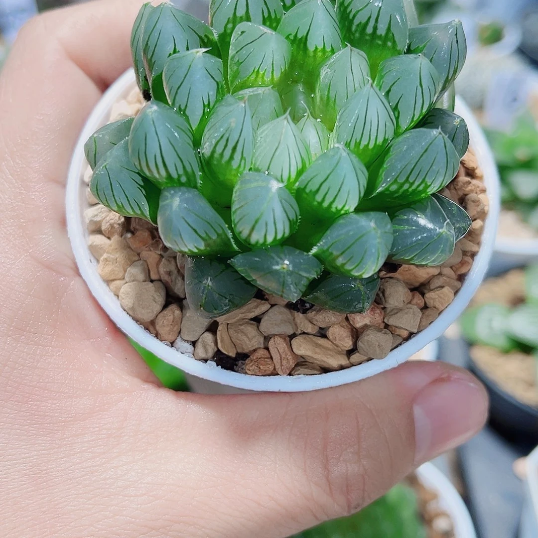 黑姬雨露新手好养