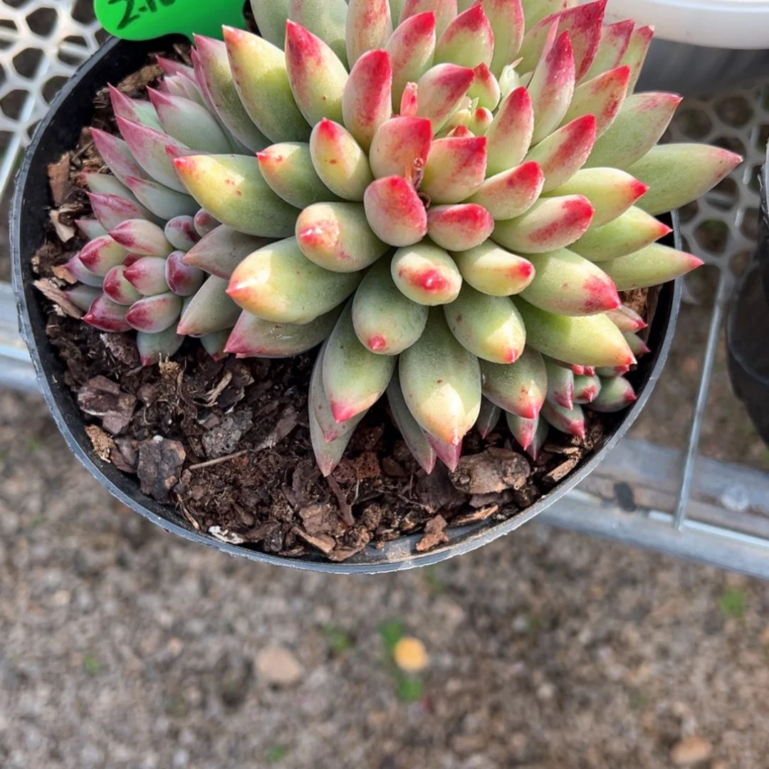 淡**定2.16.08虞美人