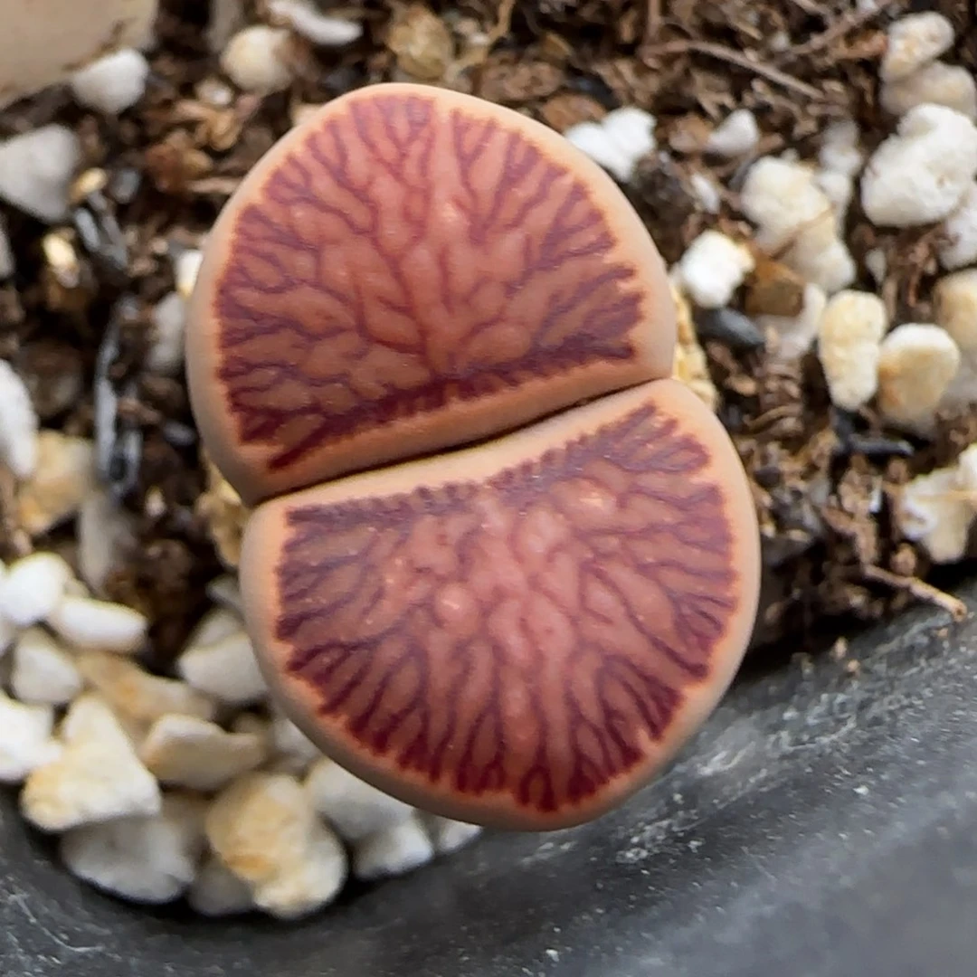 6.1。红窗菊。9230