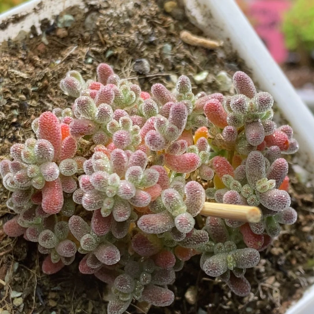 冰晶杂枝干番杏D024特