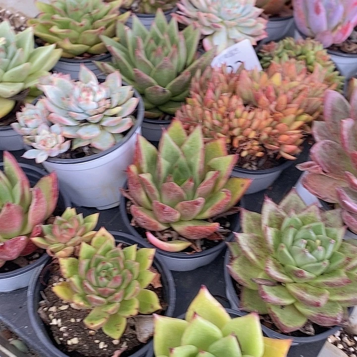 23 多肉植物盆栽植物