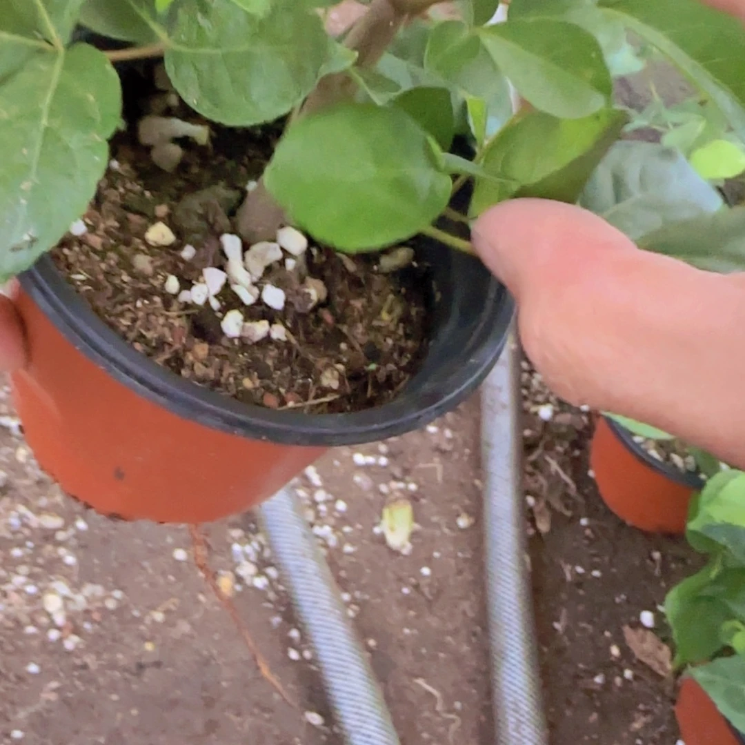 黃***樓块根植物块根植物