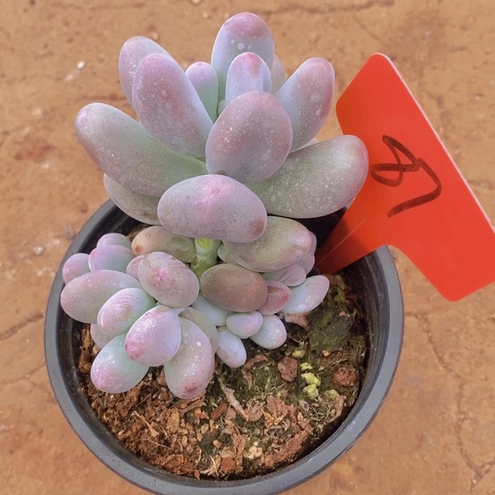 在家里面吃饭的吗