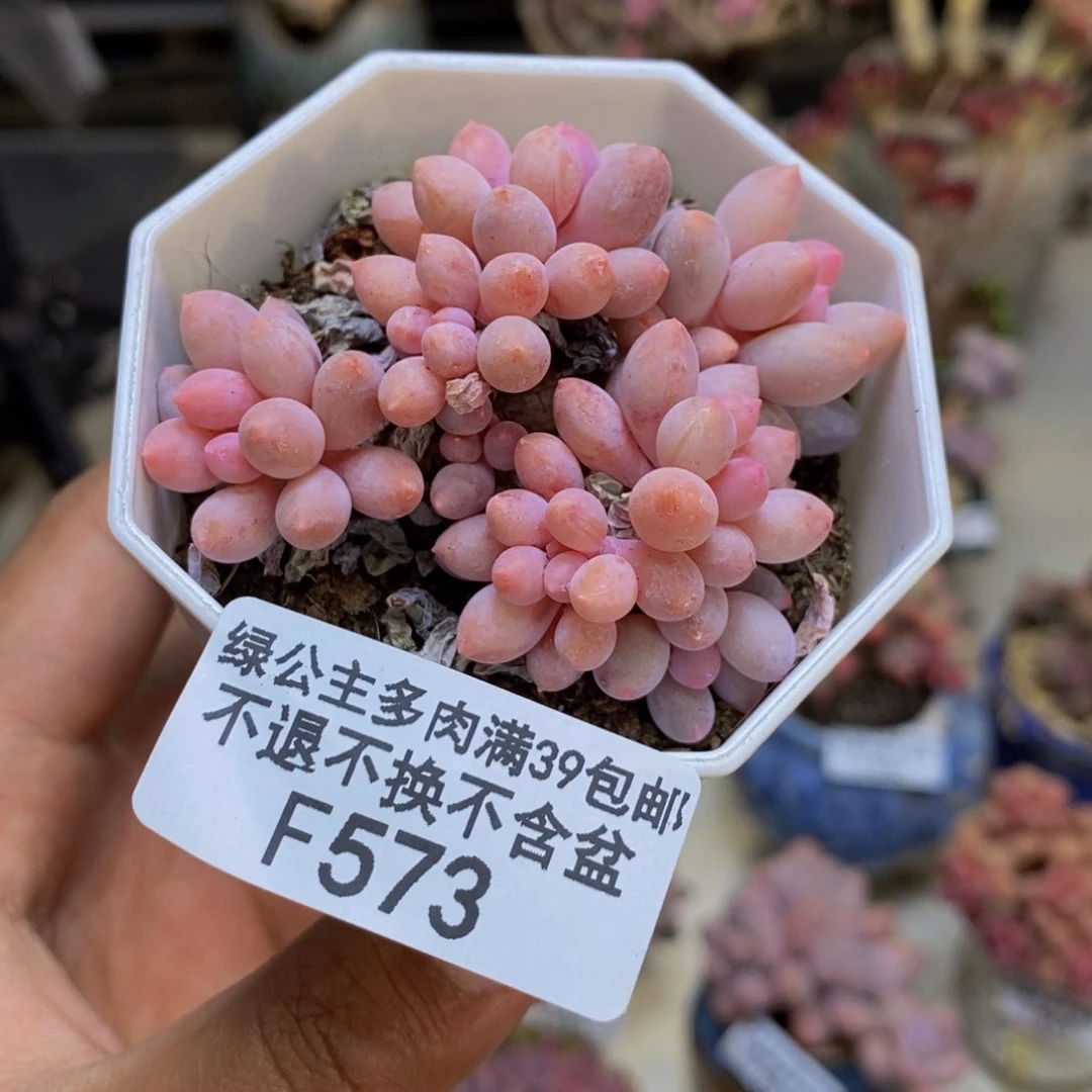 573婴儿手指多肉4cm