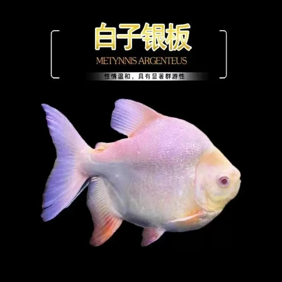 球体短身红眼白子银板鱼大型热带观赏鱼好养活可作龙鱼配鱼