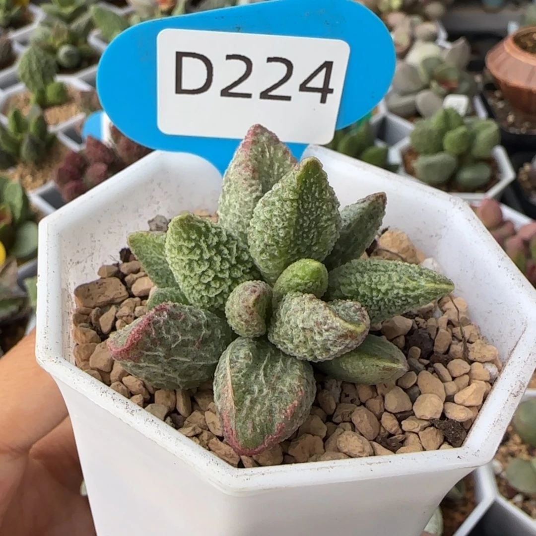 七彩仙女。   224。