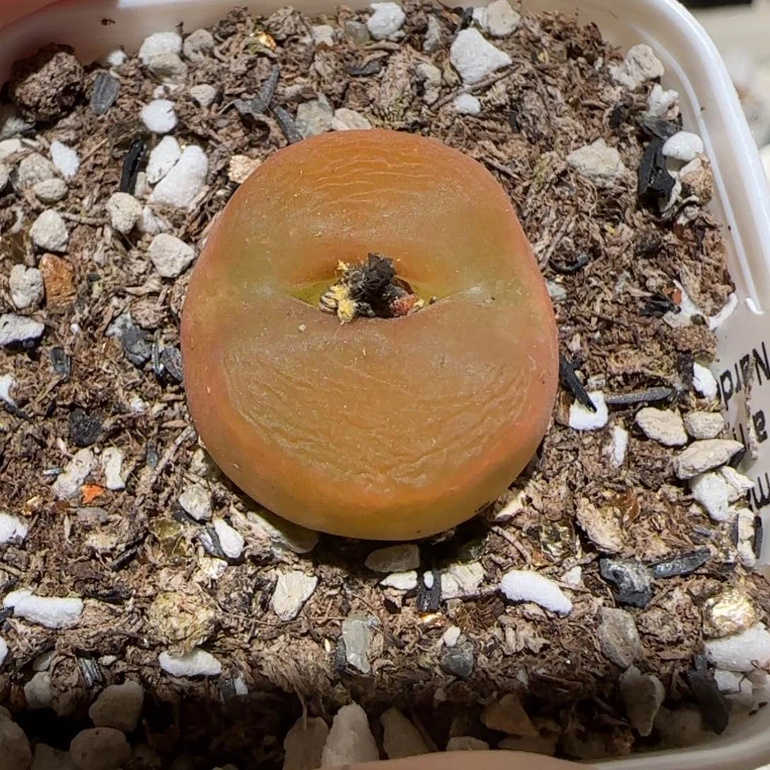 ‖**児肉锥多肉植物百科1-优选水蜜桃母本1590