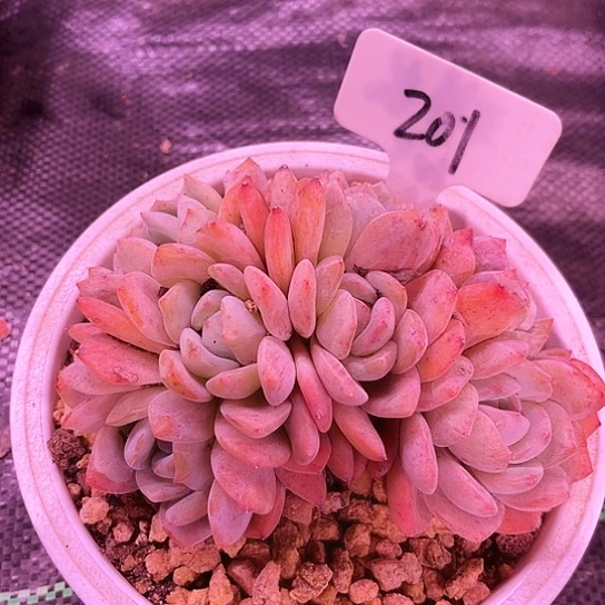 我是第一百个为妖刀应援的阴阳