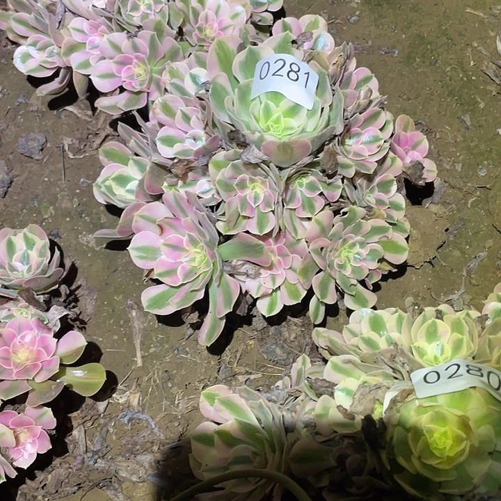 多肉植物法师281女巫