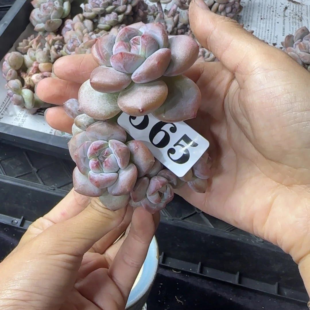 星影6头无根一物一拍565