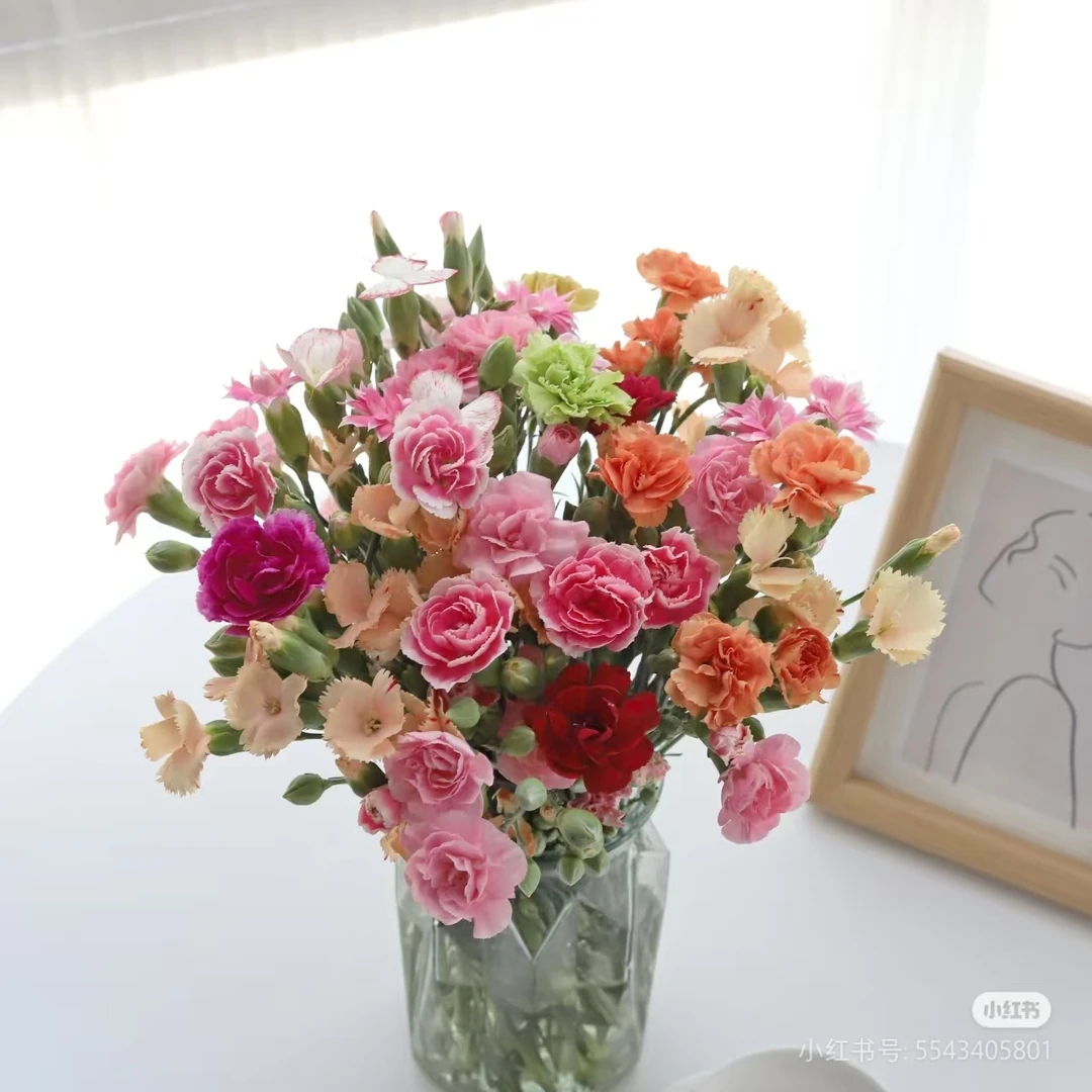 海盛多头康乃馨一扎颜色随机（家庭瓶插花）