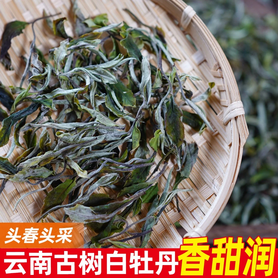 2025春茶荒山古树白高山古树白茶散茶花香毫香馥郁甘甜茶叶