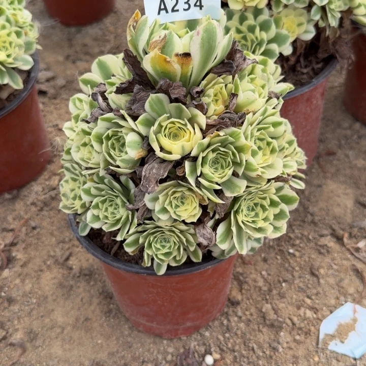 234迈巴赫多肉葡萄